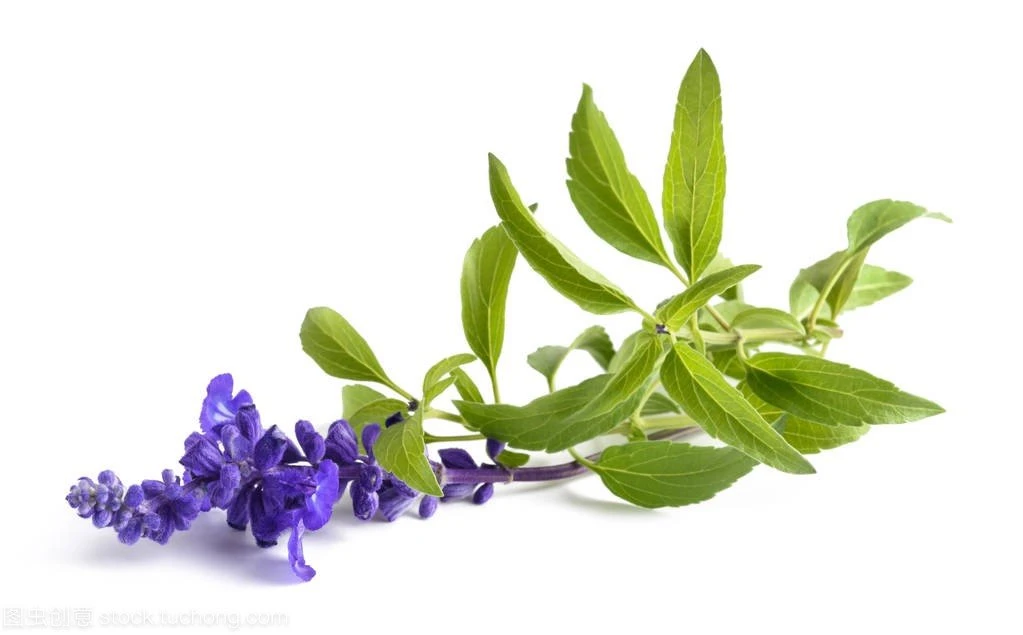 Salvia officinalis extract quick delivery
